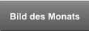 Bild des Monats